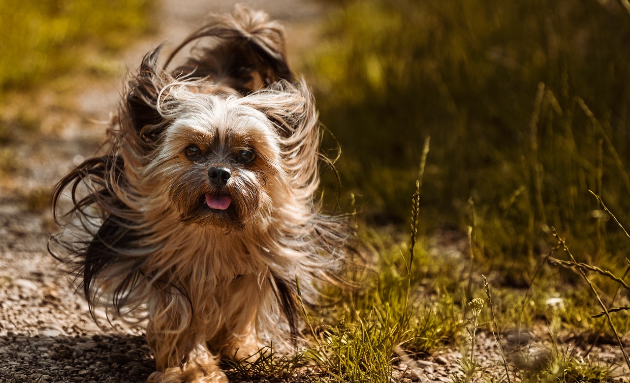 How to Identify Behavioral Traits in Mixed Breed Dogs